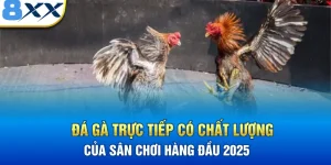 Đá Gà Trực Tiếp Có Chất Lượng Của Sân Chơi Hàng Đầu 2025