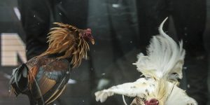 Tường Thuật Đá Gà Trực Tiếp Uy Tín Chỉ Có Tại 58Win